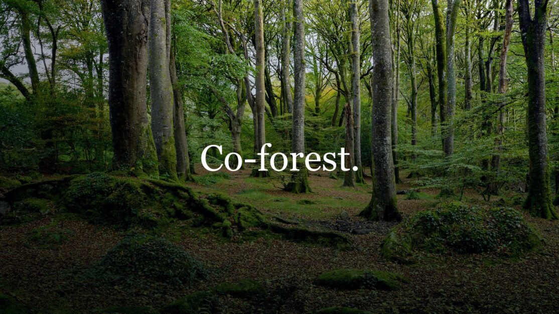 Co-forest | Carbon Offsetting | Planting Trees
