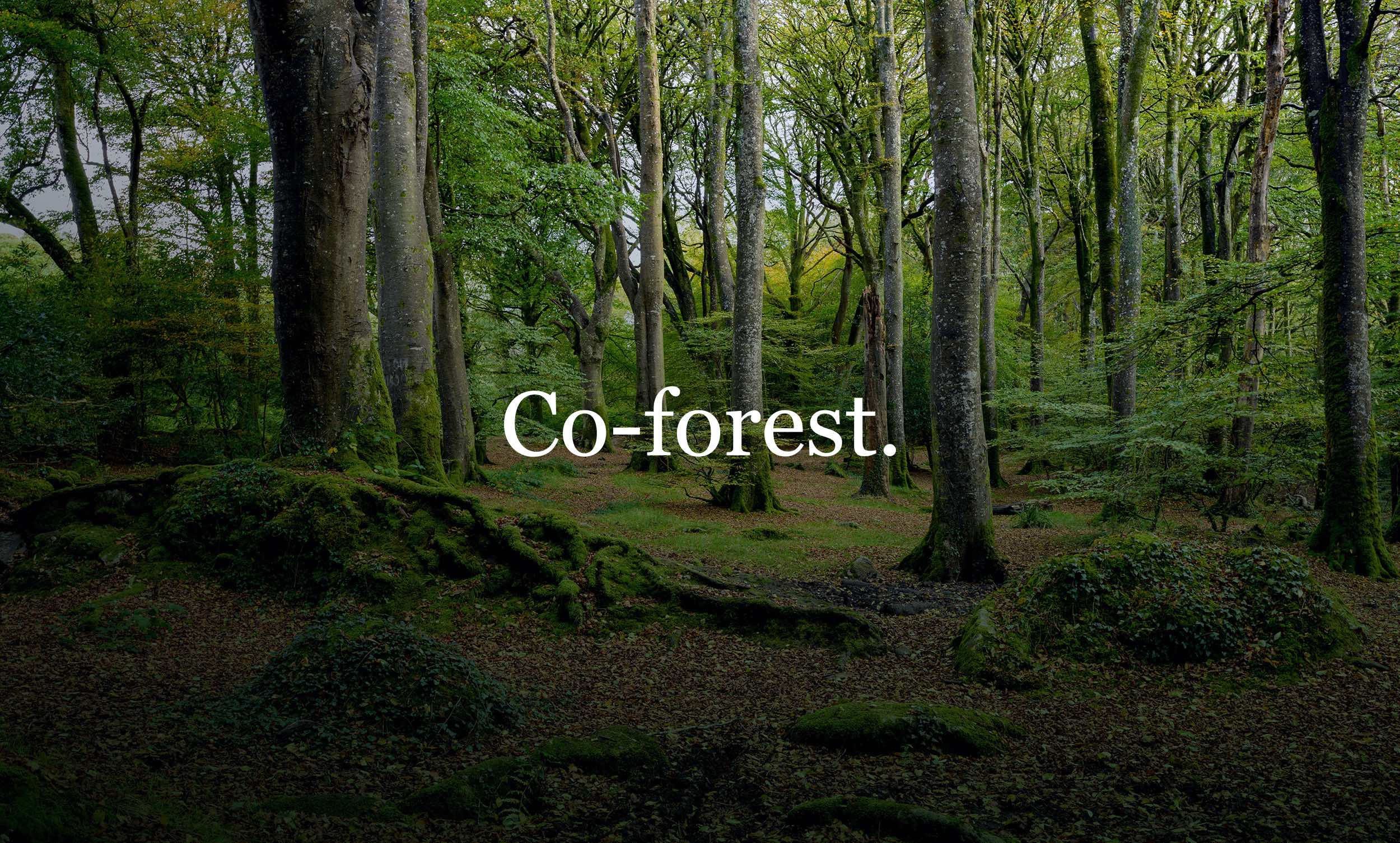 Co-forest | Carbon Offsetting | Planting Trees