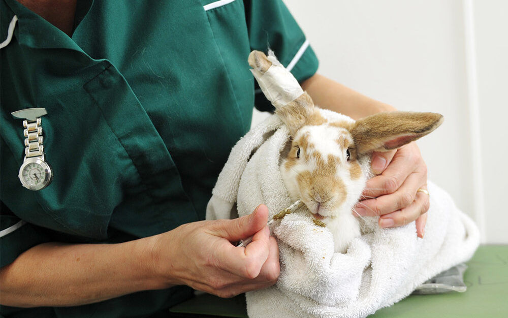 BVNA nurse and a rabbit