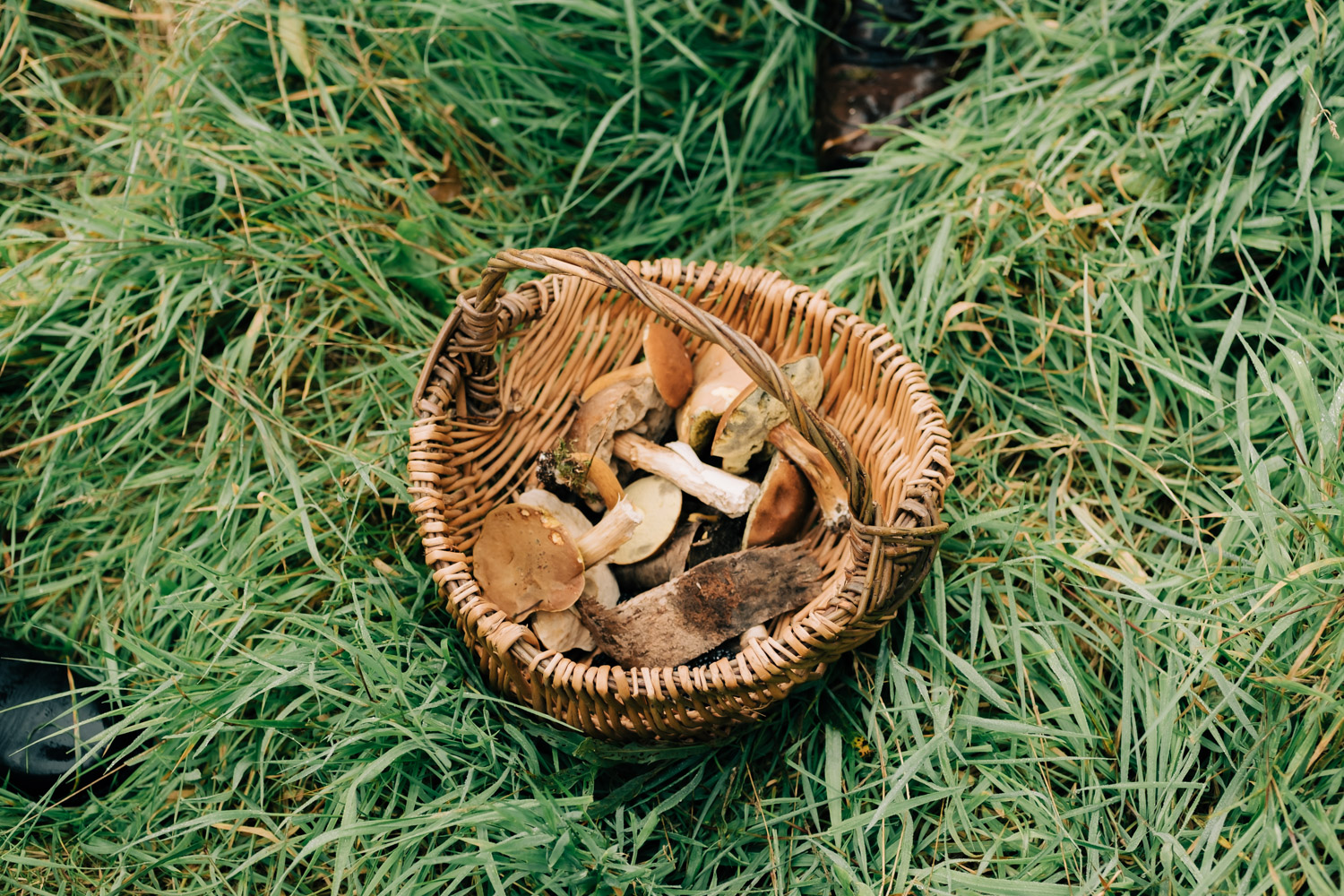 A basket sat on some grass filled with a variety of mushrooms picked from the forest.