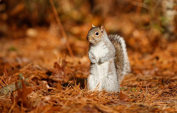 a grey squirrel sitting upright on some autumn leaves